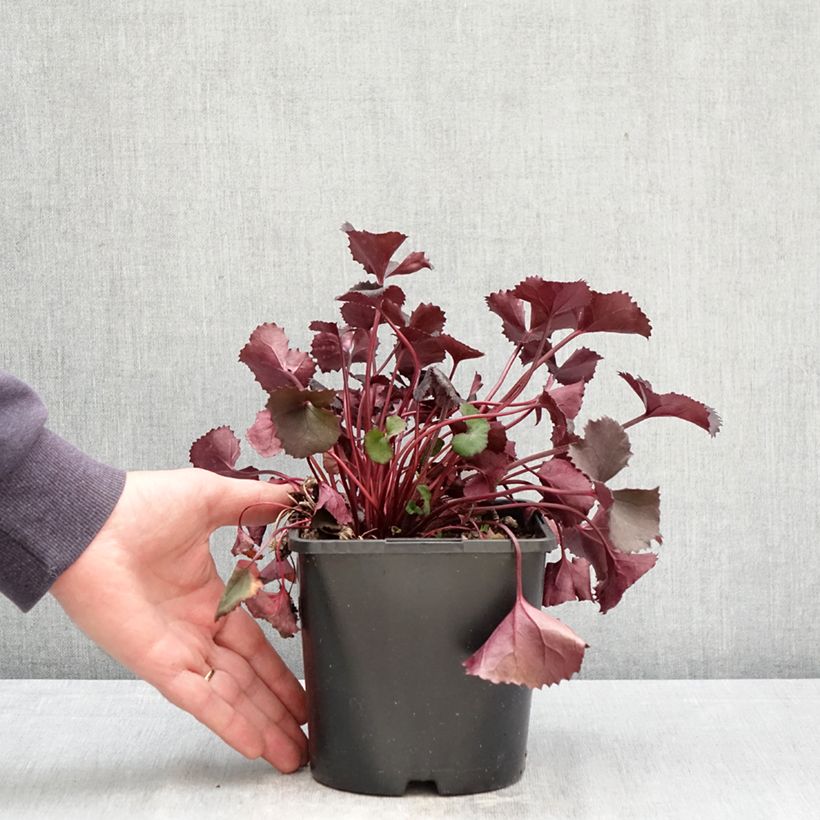 Ligularia dentata Pandora Maceta 2L/3L Ejemplar entregado en la primavera