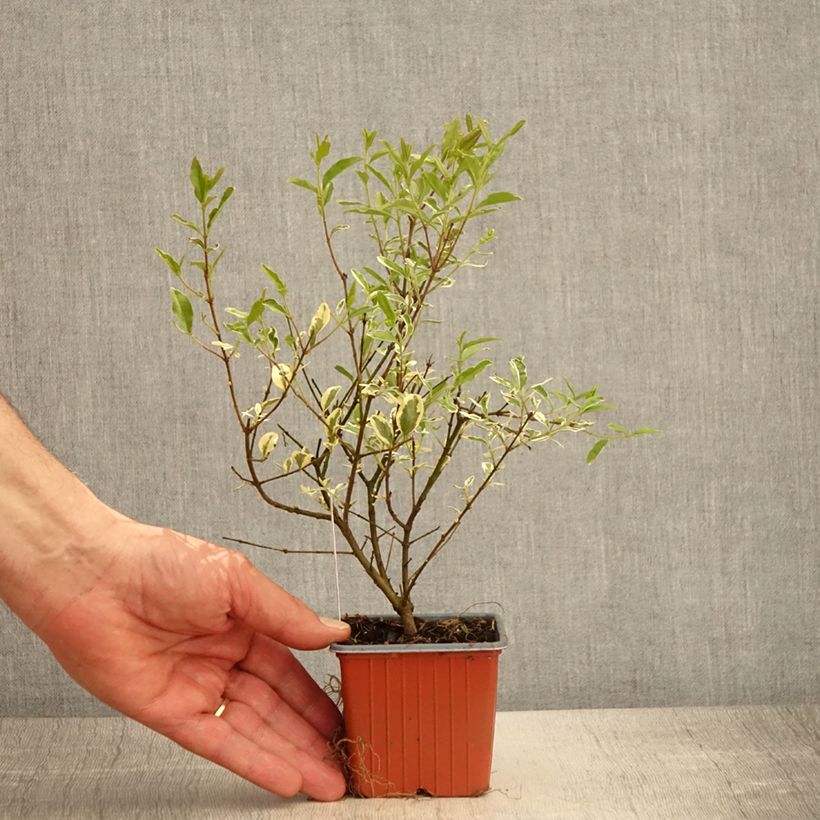 Ligustrum ibota Musli - Aligustre Maceta de 8/9 cm Ejemplar entregado en la primavera