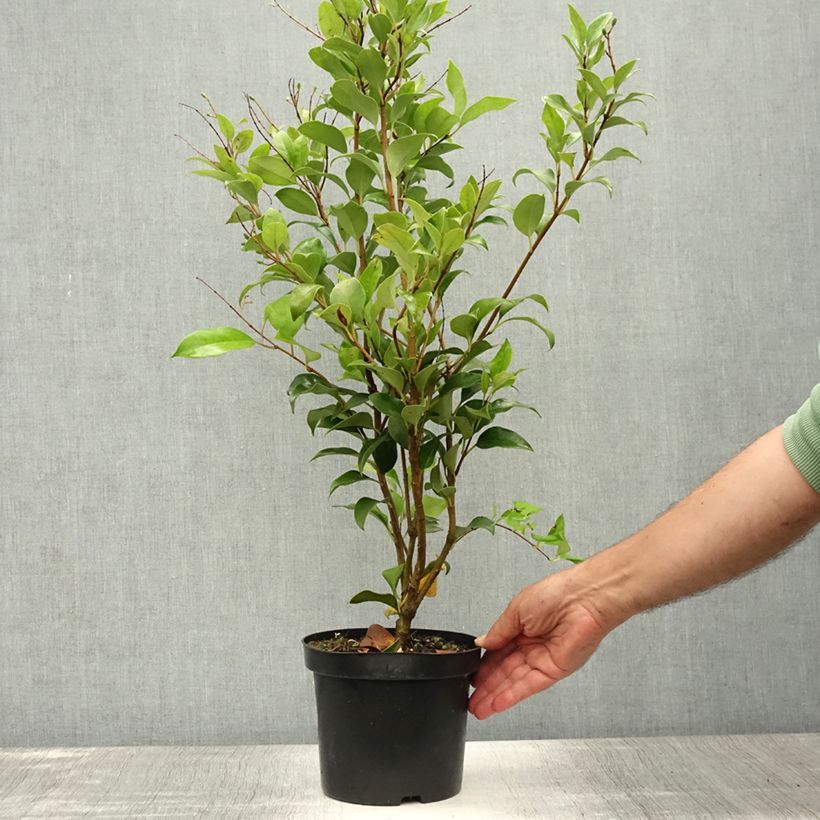Ejemplar de Aligustre del Japón Green Century - Ligustrum japonicum Maceta 2L/3L entregado en verano