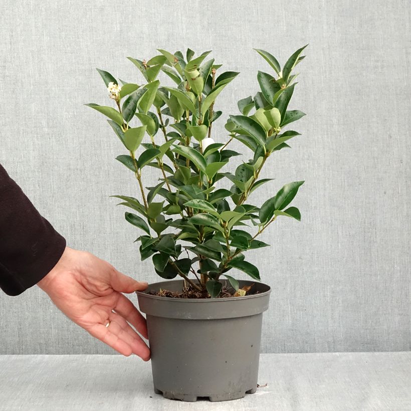 Ejemplar de Aligustre del Japón Korean Dwarf - Ligustrum japonicum Maceta 3L/4L entregado en otoño