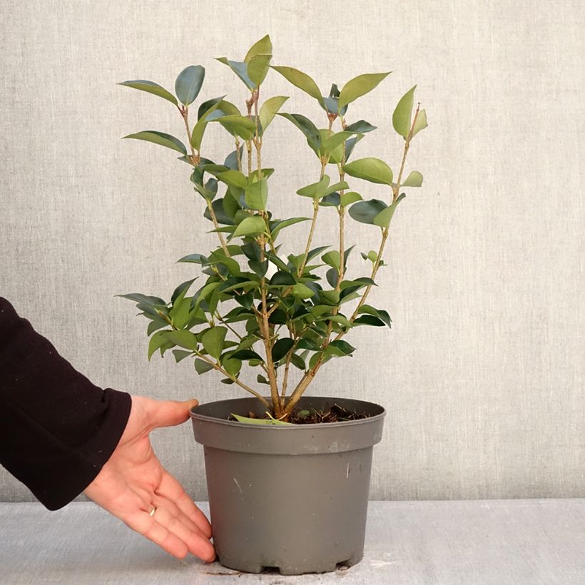 Aligustre del Japón Korean Dwarf - Ligustrum japonicum Maceta 3L/4L Ejemplar entregado en invierno