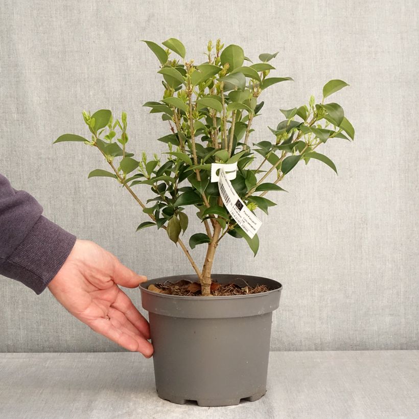 Aligustre del Japón Korean Dwarf - Ligustrum japonicum Maceta 3L/4L Ejemplar entregado en la primavera