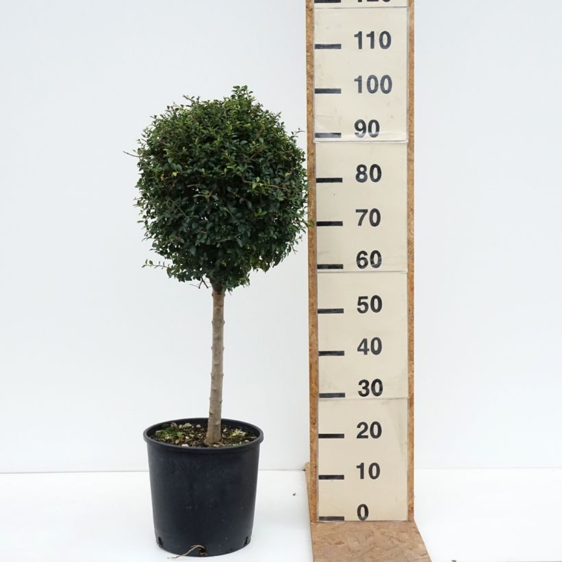 Ejemplar de Ligustrum jonandrum - Aligustre jonandro Maceta 12L/15L, 1/4 tallo entregado en otoño