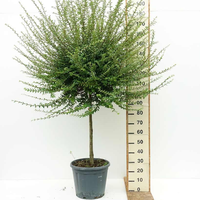 Ejemplar de Ligustrum jonandrum - Aligustre jonandro Maceta 20L/25L, Medio tallo entregado en verano