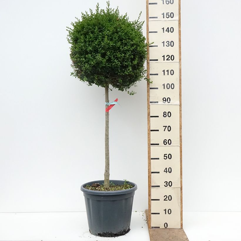 Ligustrum jonandrum - Aligustre jonandro Maceta 20L/25L, Medio tallo Ejemplar entregado en la primavera