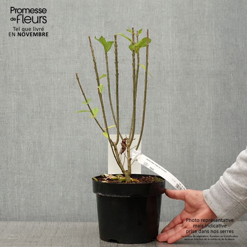 Ejemplar de Ligustrum vulgare Straight Talk - Aligustre común Maceta 3L/4L entregado en otoño