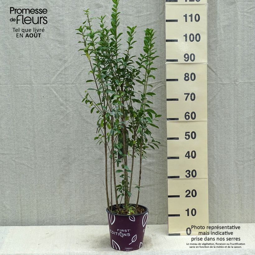 Ejemplar de Ligustrum vulgare Straight Talk - Aligustre común Maceta 3L/4L entregado en verano
