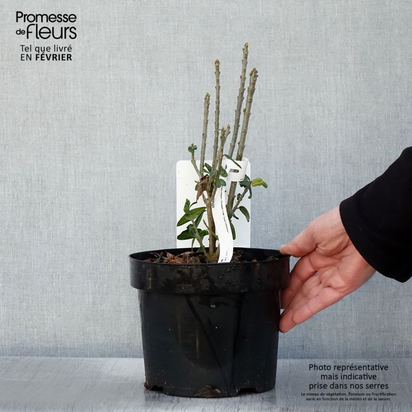 Ligustrum vulgare Straight Talk - Aligustre común Maceta 3L/4L Ejemplar entregado en invierno