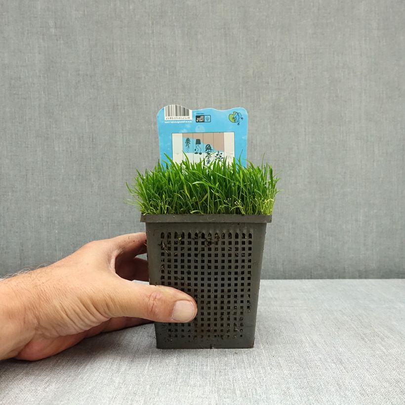 Ejemplar de Lilaeopsis brasiliensis Maceta 1L/1,5L entregado en verano