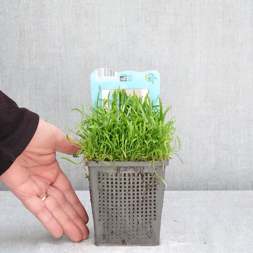 Lilaeopsis brasiliensis Maceta 1L/1,5L Ejemplar entregado en la primavera