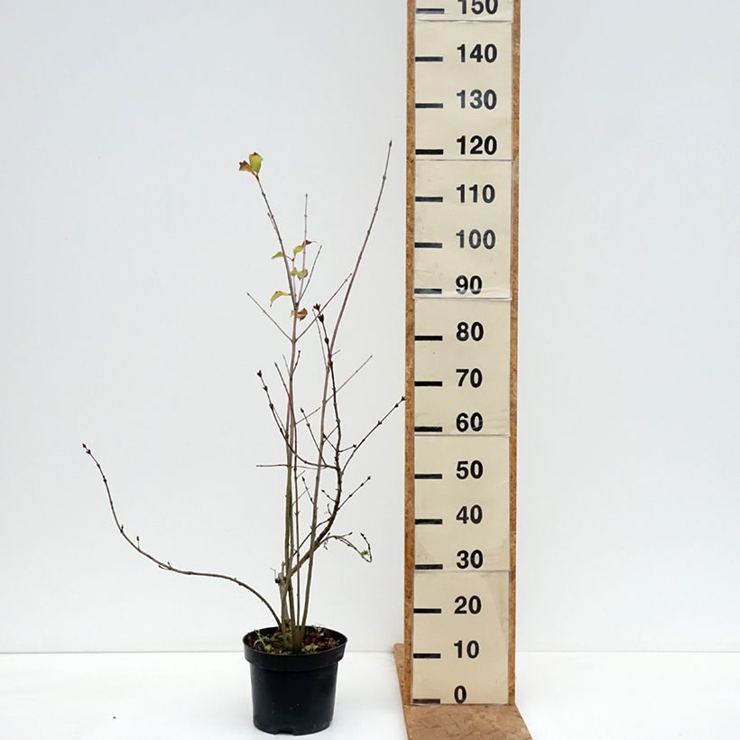 Ejemplar de Lila pinnada - Syringa pinnatifolia Maceta 4L/5L entregado en otoño