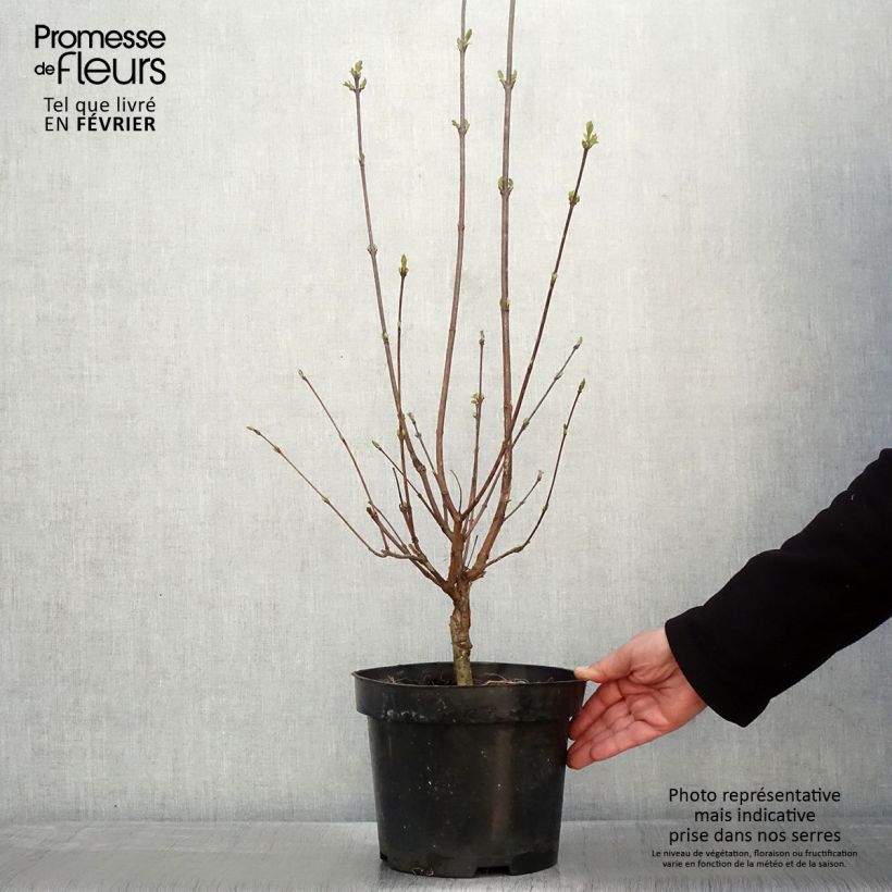 Lila pinnada - Syringa pinnatifolia Maceta 4L/5L Ejemplar entregado en invierno