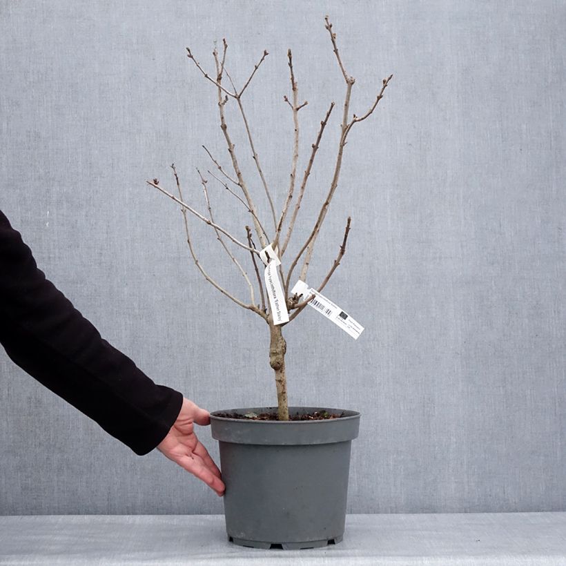 Syringa hyacinthiflora Esther Staley - Lila Maceta 12L/15L Ejemplar entregado en invierno