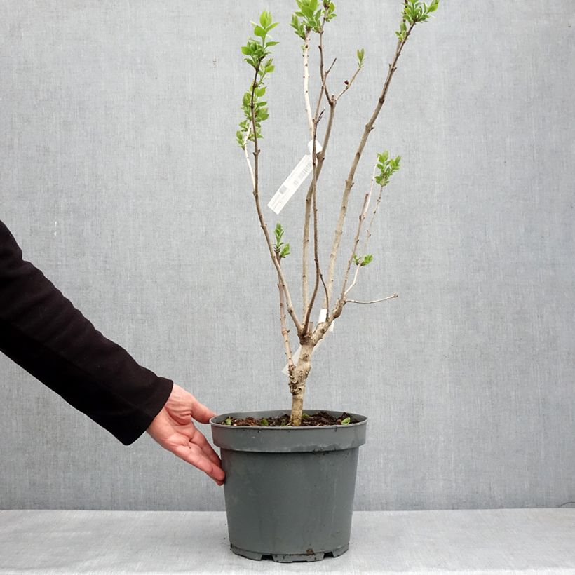 Syringa hyacinthiflora Esther Staley - Lila Maceta 12L/15L, Formación arbustiva Ejemplar entregado en la primavera