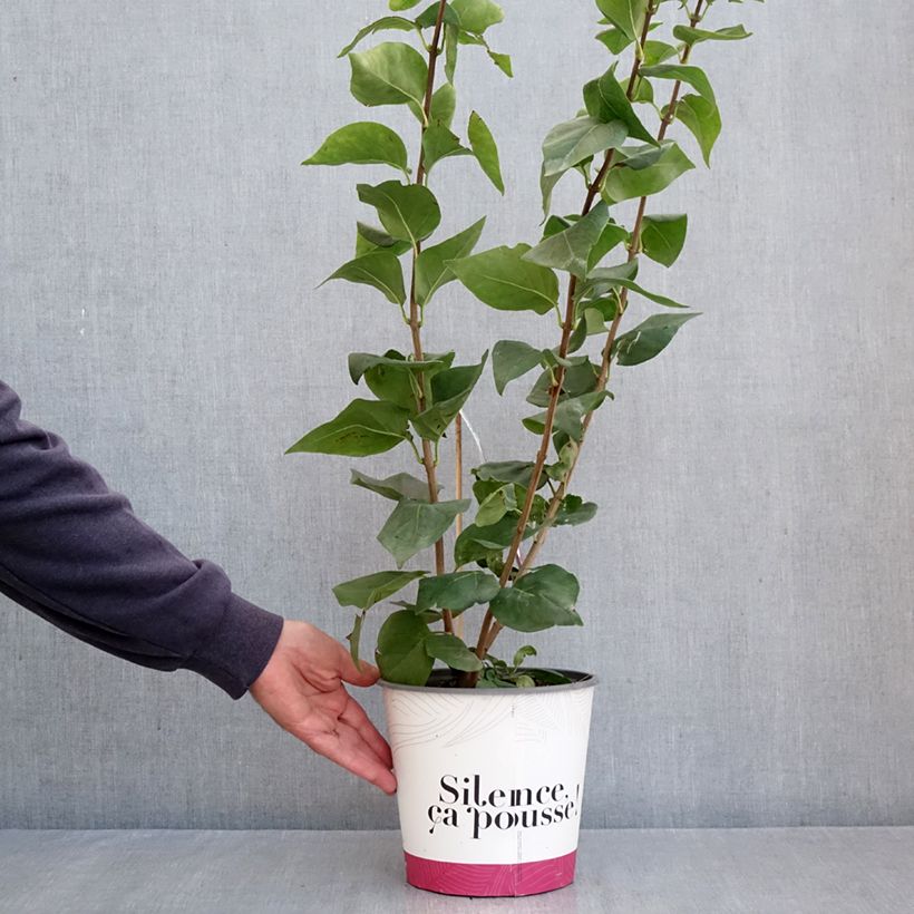 Ejemplar de Lila Maiden's Blush - Syringa hyacinthiflora Maceta 4L/5L entregado en otoño