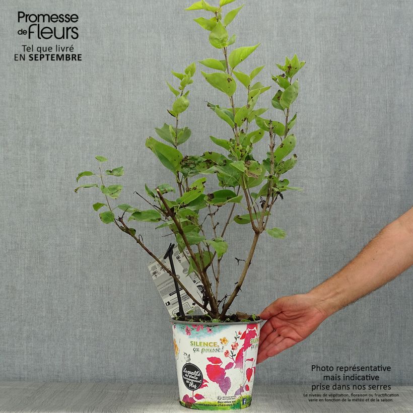 Ejemplar de Lila Maiden's Blush - Syringa hyacinthiflora Maceta 4L/5L, Formación arbustiva entregado en verano