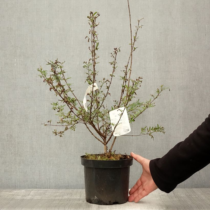 Ejemplar de Syringa afghanica - Lila Maceta 4L/5L entregado en otoño