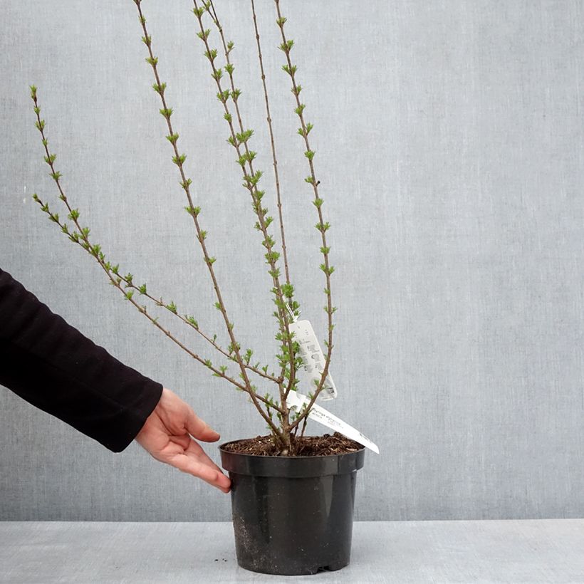 Syringa afghanica - Lila Maceta 4L/5L Ejemplar entregado en la primavera