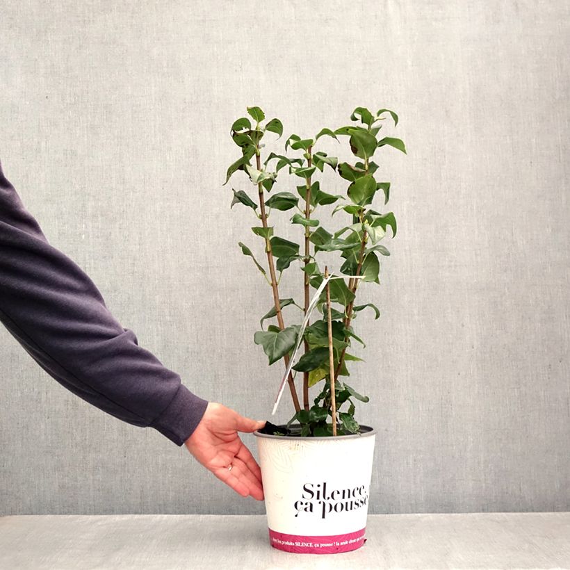 Ejemplar de Lila Comtesse D'Harcourt - Syringa vulgaris Maceta 4L/5L entregado en otoño