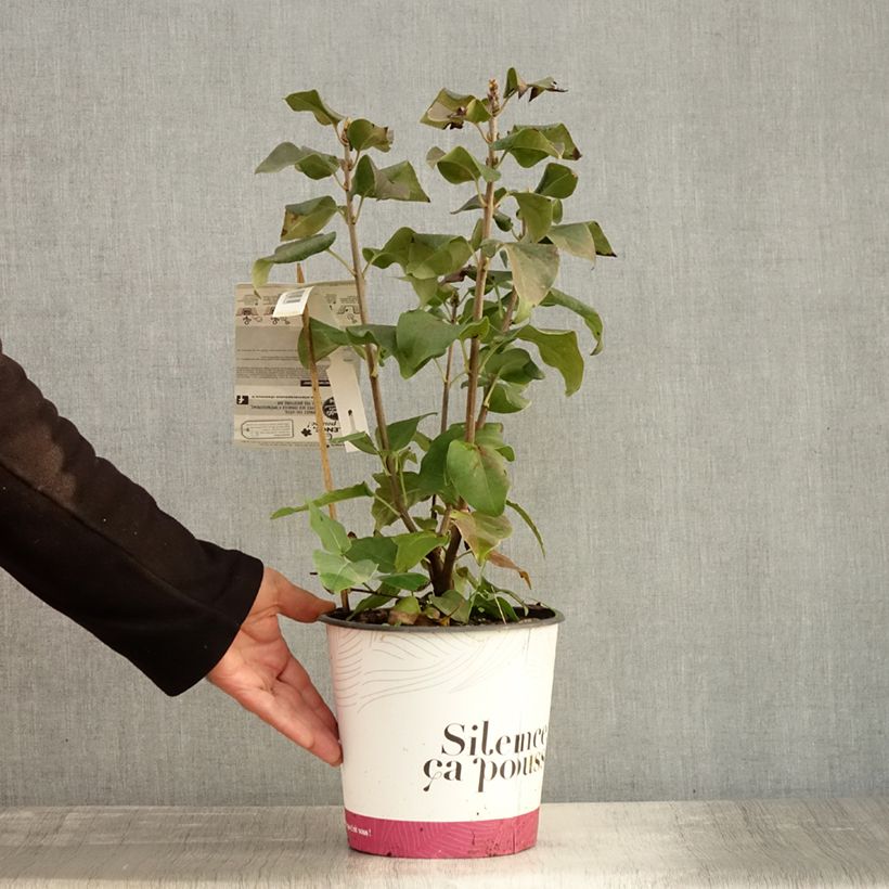Ejemplar de Lila Konchalovskii - Syringa vulgaris Maceta 4L/5L entregado en otoño