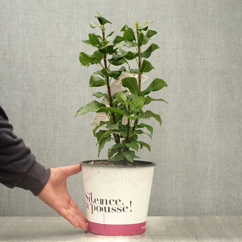 Ejemplar de Lila Konchalovskii - Syringa vulgaris Maceta 4L/5L entregado en verano