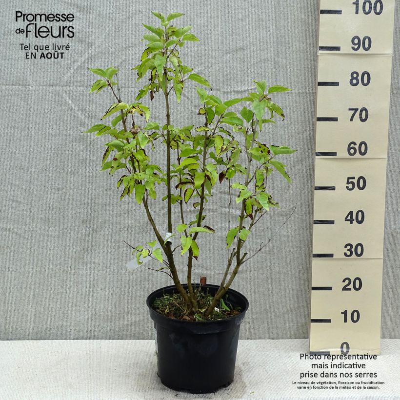 Ejemplar de Lila Konchalovskii - Syringa vulgaris Maceta 7,5L/10L entregado en verano
