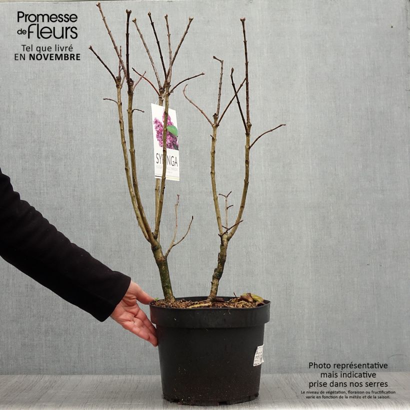 Ejemplar de Lila Paul Thirion - Syringa vulgaris Maceta 7,5L/10L entregado en otoño