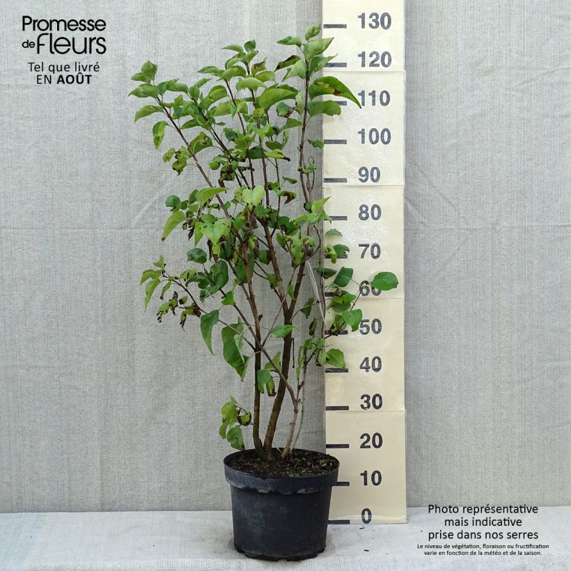 Ejemplar de Lila Paul Thirion - Syringa vulgaris Maceta 7,5L/10L entregado en verano
