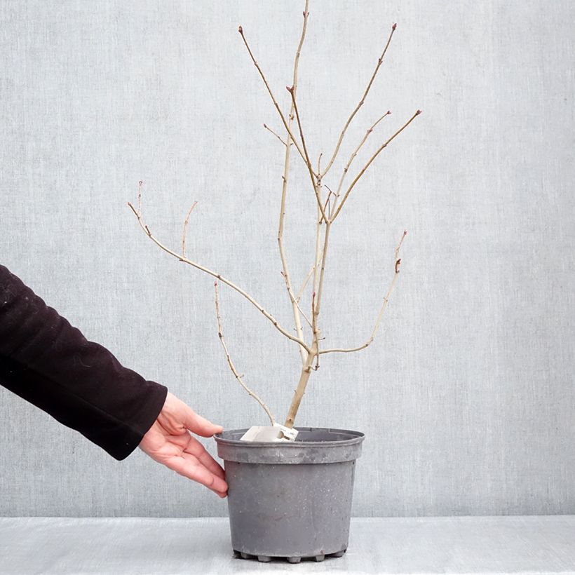 Lila Znamya Lenina - Syringa vulgaris Maceta 4L/5L Ejemplar entregado en invierno