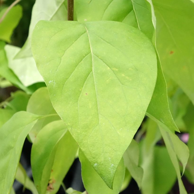 Lila Znamya Lenina - Syringa vulgaris (Follaje)