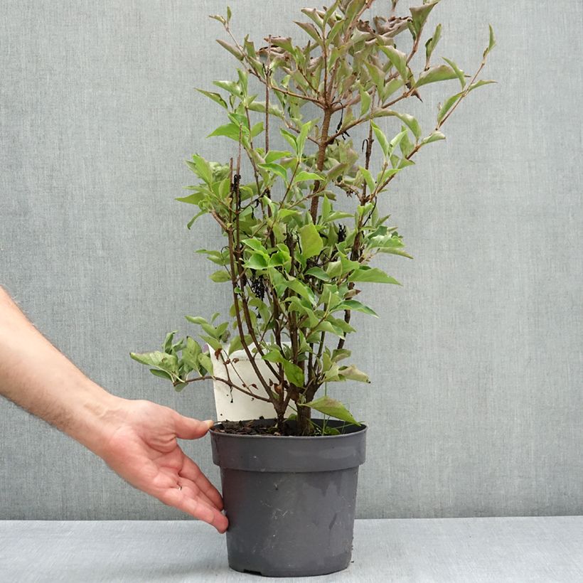 Ejemplar de Lila Violet Uprising - Syringa patula Maceta 3L/4L entregado en verano