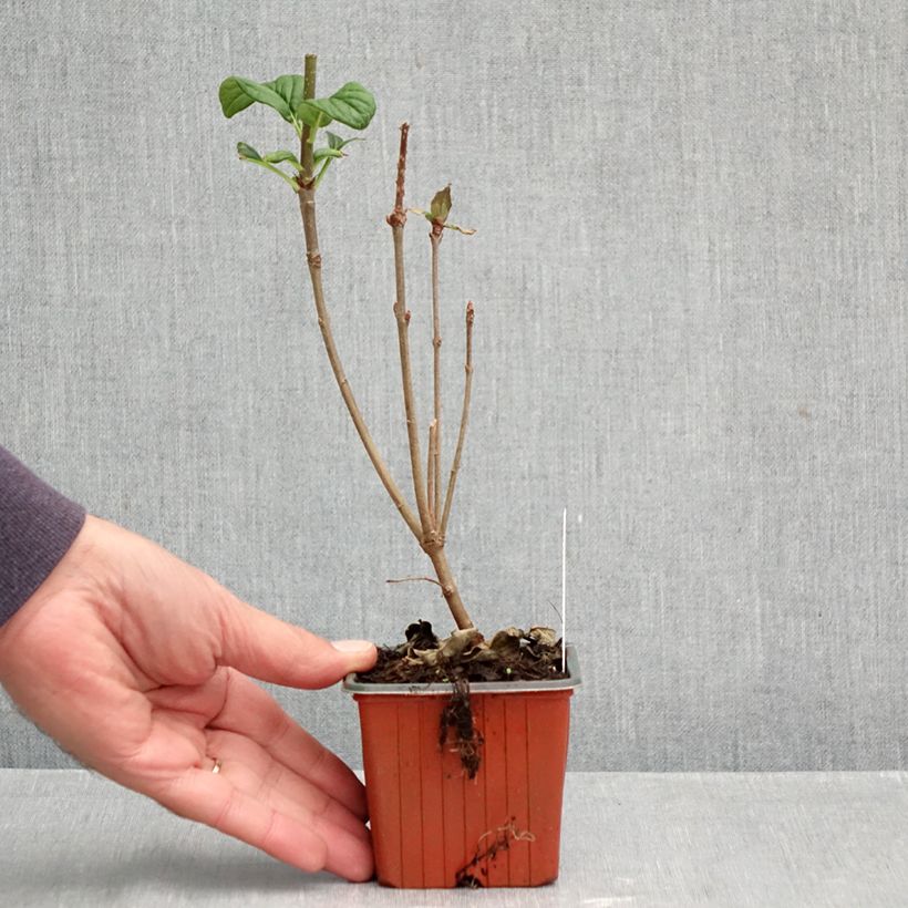 Ejemplar de Syringa josikae - Lila Maceta de 8/9 cm entregado en otoño