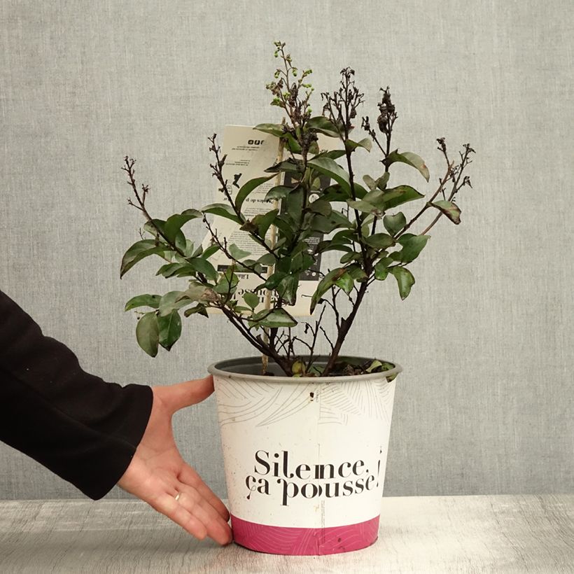 Ejemplar de Lagerstroemia Enduring White - Lagerstroemia indica Maceta 3L/4L entregado en otoño