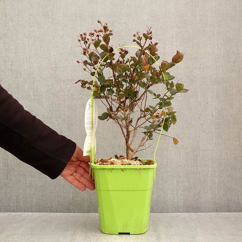 Ejemplar de Lagerstroemia indica Gourmet Red Red Wine - Árbol de Júpiter Maceta 4L/5L entregado en otoño