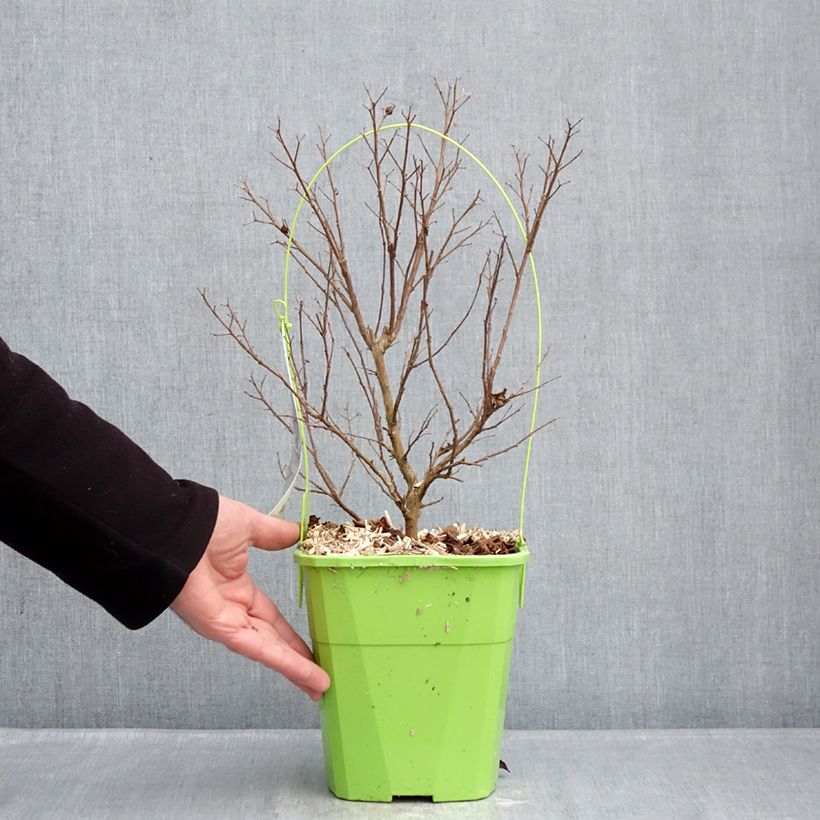 Lagerstroemia indica Gourmet Red Red Wine - Árbol de Júpiter Maceta 4L/5L Ejemplar entregado en invierno