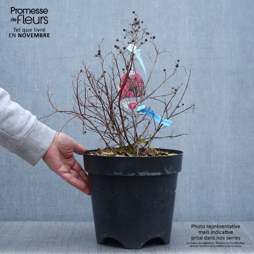 Ejemplar de Árbol de Júpiter Berry Dazzle - Lagerstroemia indica Maceta 7,5L/10L entregado en otoño