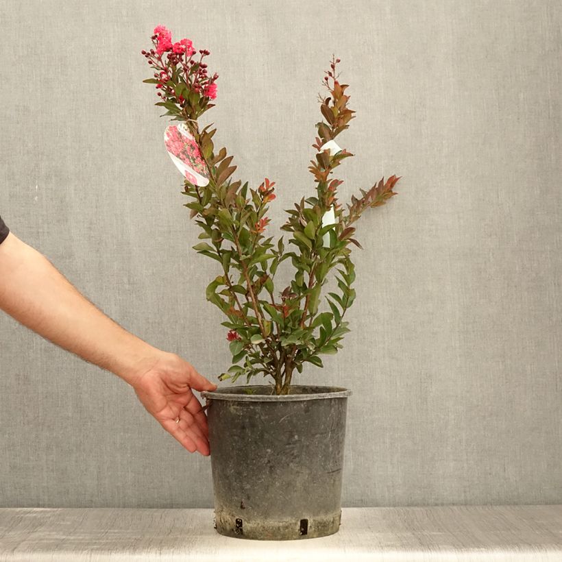 Ejemplar de Árbol de Júpiter Berry Dazzle - Lagerstroemia indica Maceta 7,5L/10L entregado en verano