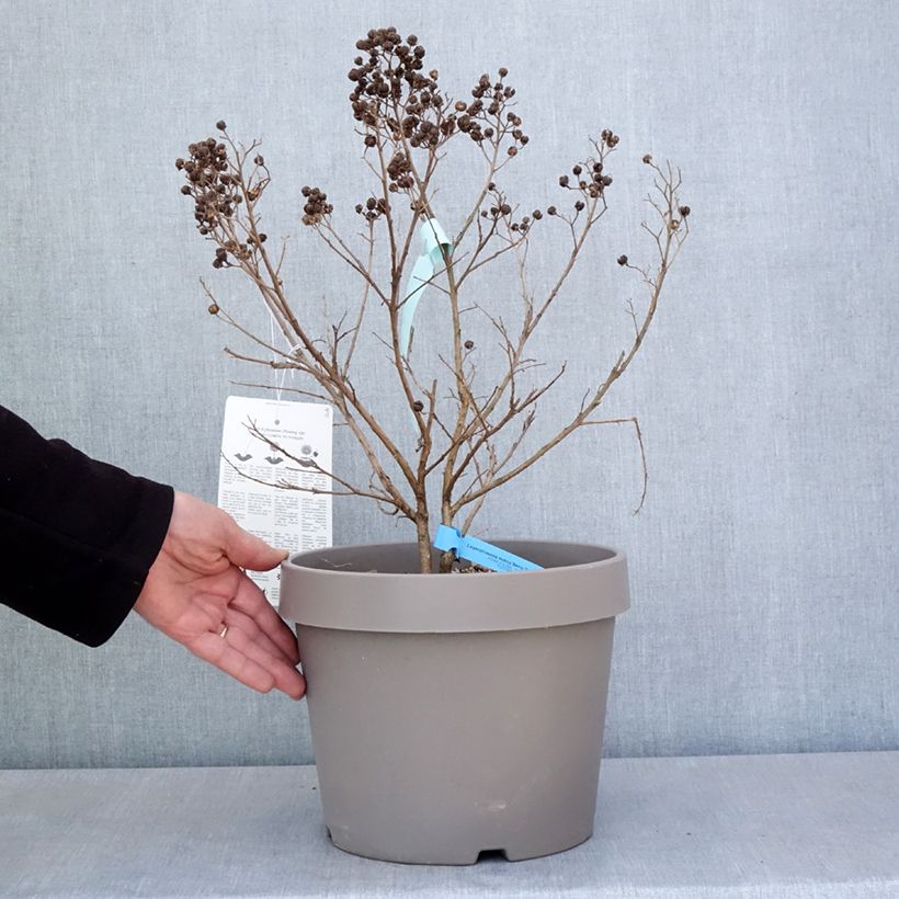 Árbol de Júpiter Berry Dazzle - Lagerstroemia indica Maceta 7,5L/10L Ejemplar entregado en la primavera