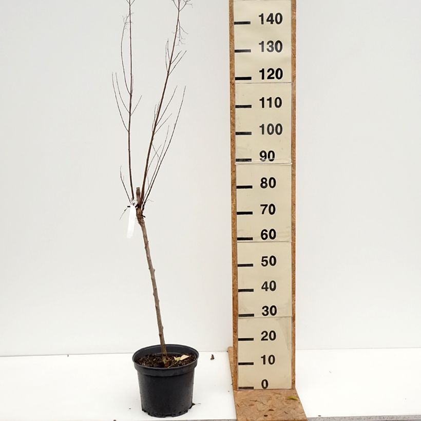 Ejemplar de Árbol de Júpiter Black Solitaire Best Red - Lagerstroemia indica Maceta 7,5L/10L entregado en otoño