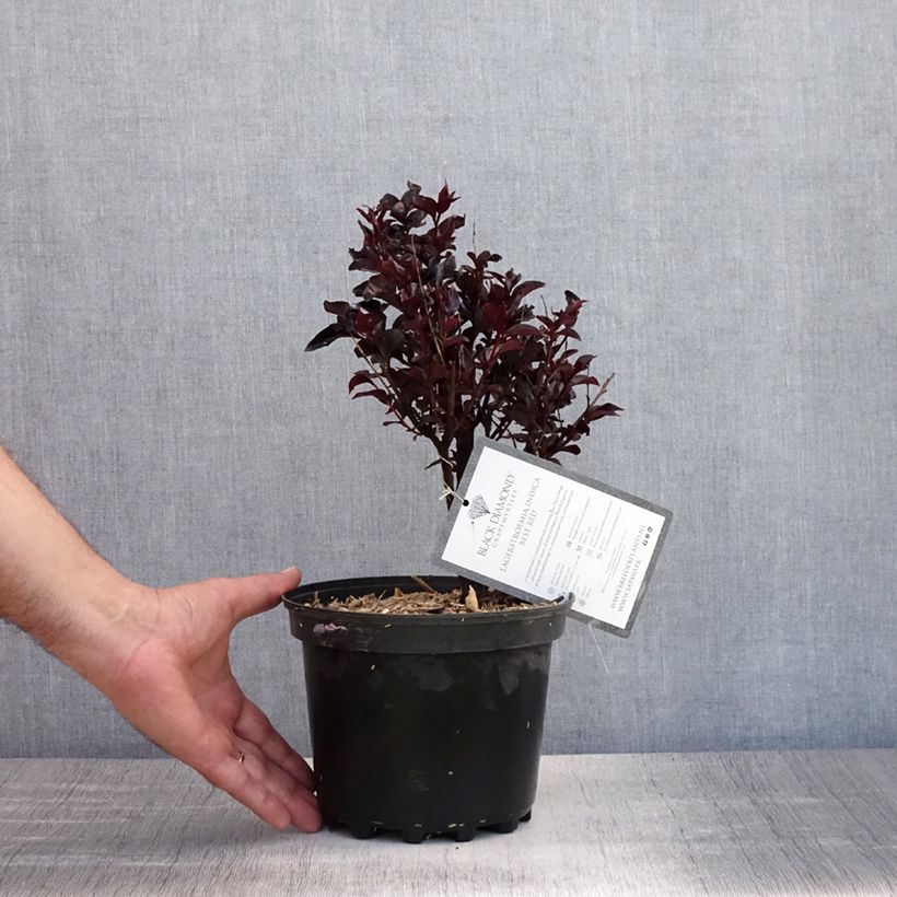 Ejemplar de Árbol de Júpiter Black Solitaire Best Red - Lagerstroemia indica Maceta 3L/4L, Formación arbustiva entregado en verano