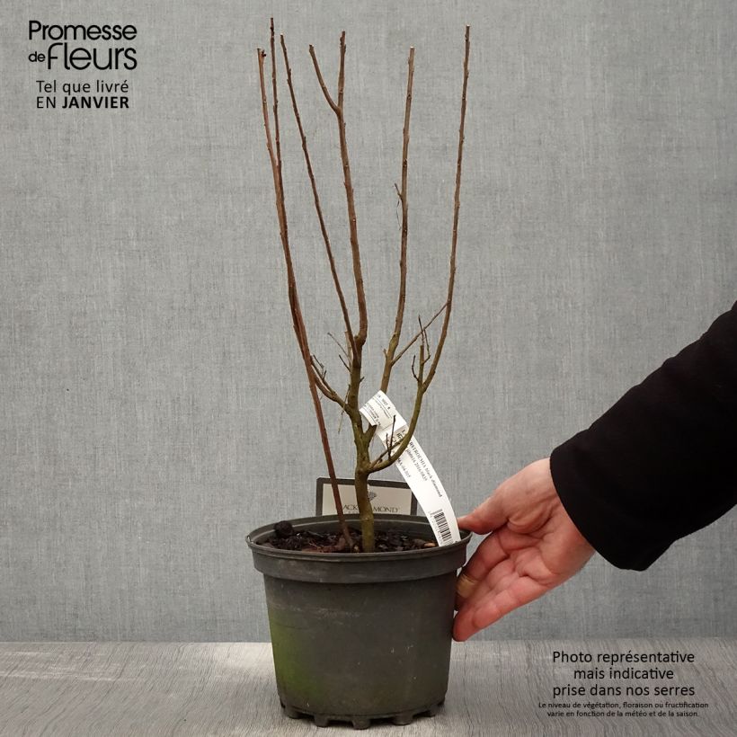 Árbol de Júpiter Black Solitaire Best Red - Lagerstroemia indica Maceta 3L/4L Ejemplar entregado en invierno