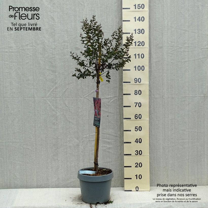 Ejemplar de Árbol de Júpiter Play It Again Double Feature - Lagerstroemia indica Maceta 7,5L/10L entregado en otoño