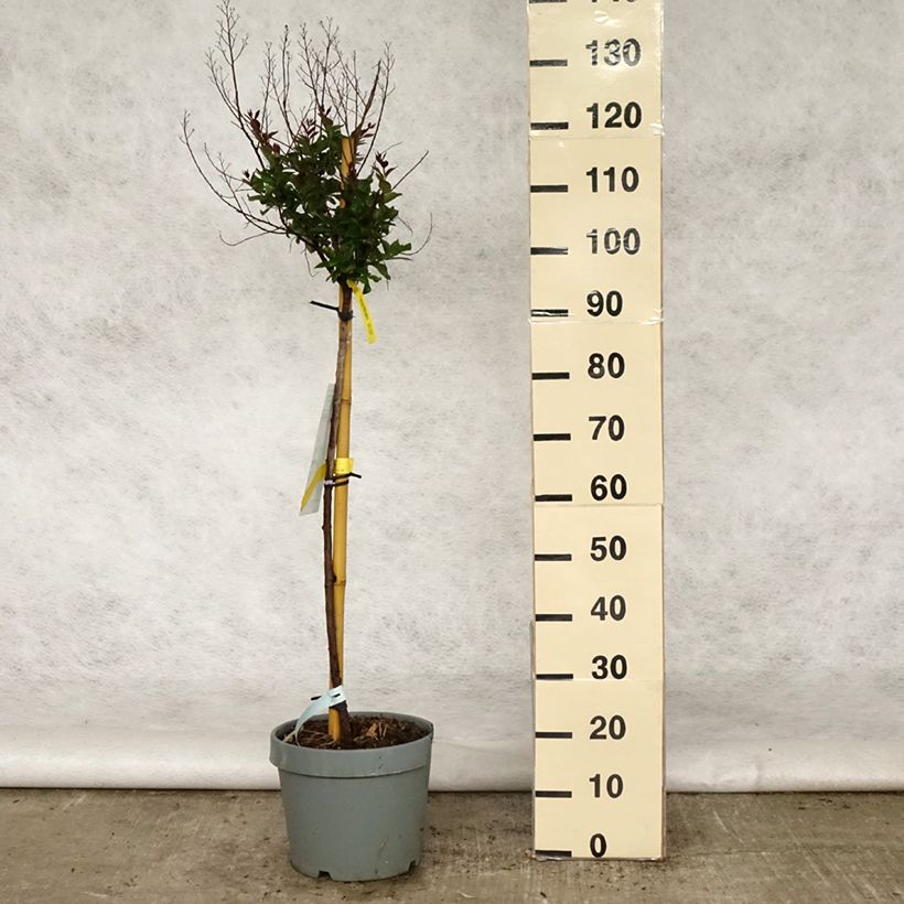 Árbol de Júpiter Play It Again Double Feature - Lagerstroemia indica Maceta 7,5L/10L Ejemplar entregado en la primavera