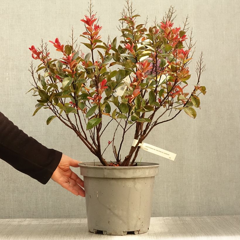 Ejemplar de Árbol de Júpiter Enduring Lavender - Lagerstroemia indica Maceta 7,5L/10L entregado en otoño