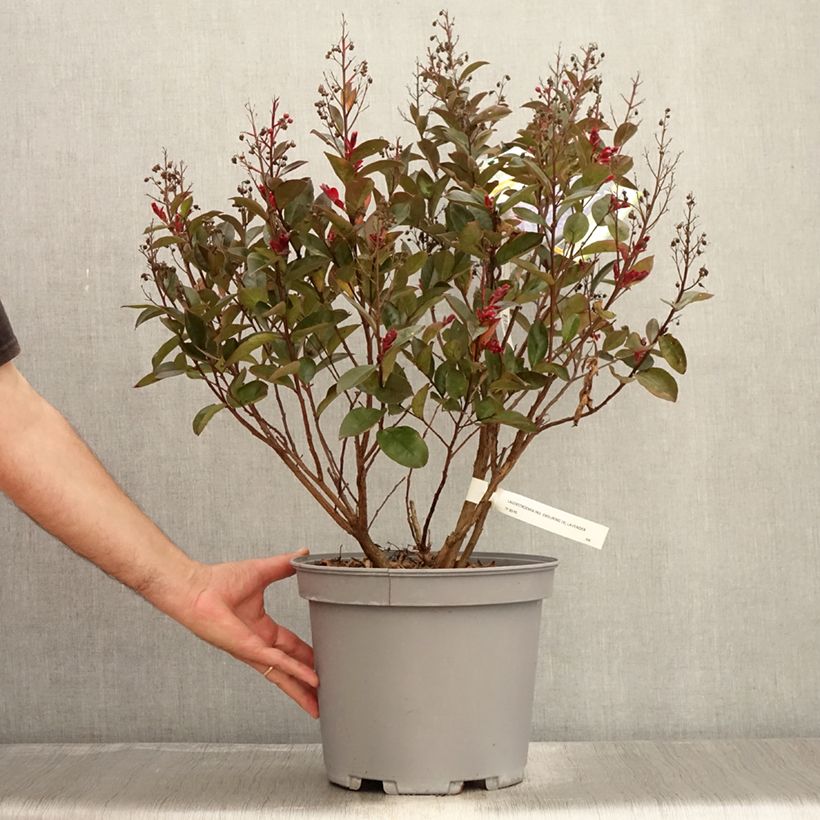 Ejemplar de Árbol de Júpiter Enduring Lavender - Lagerstroemia indica Maceta 7,5L/10L entregado en verano
