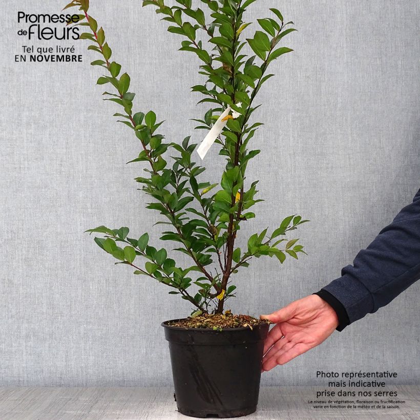 Ejemplar de Árbol de Júpiter Enduring Red - Lagerstroemia indica Maceta 3L/4L entregado en otoño