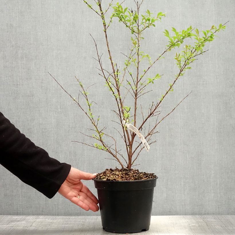 Árbol de Júpiter Enduring Red - Lagerstroemia indica Maceta 3L/4L Ejemplar entregado en la primavera