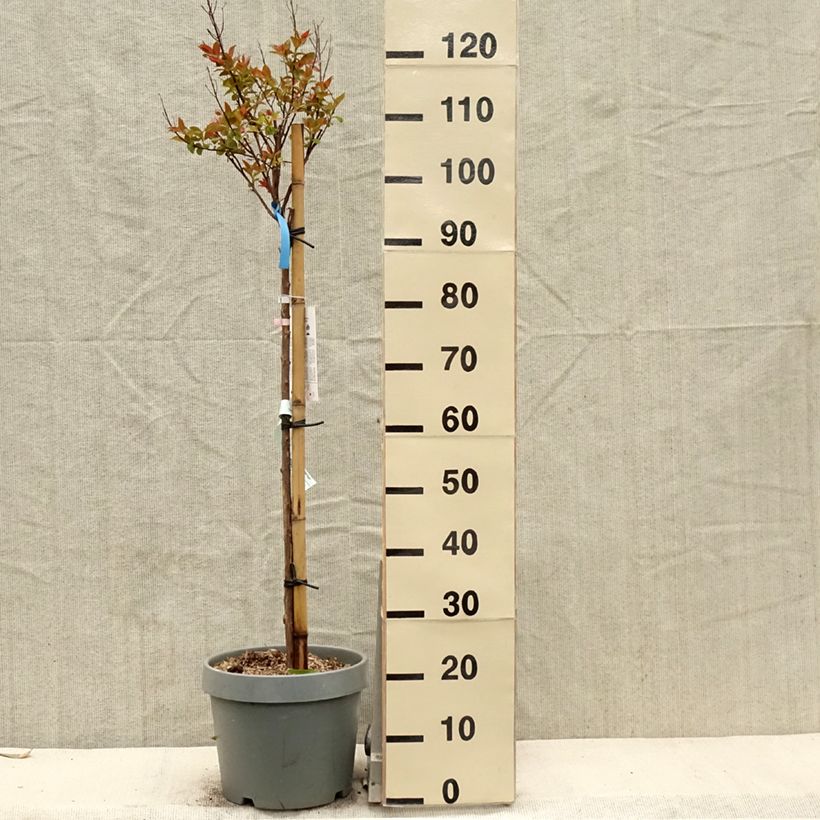 Árbol de Júpiter Eveline - Lagerstroemia indica Maceta 7,5L/10L Ejemplar entregado en la primavera