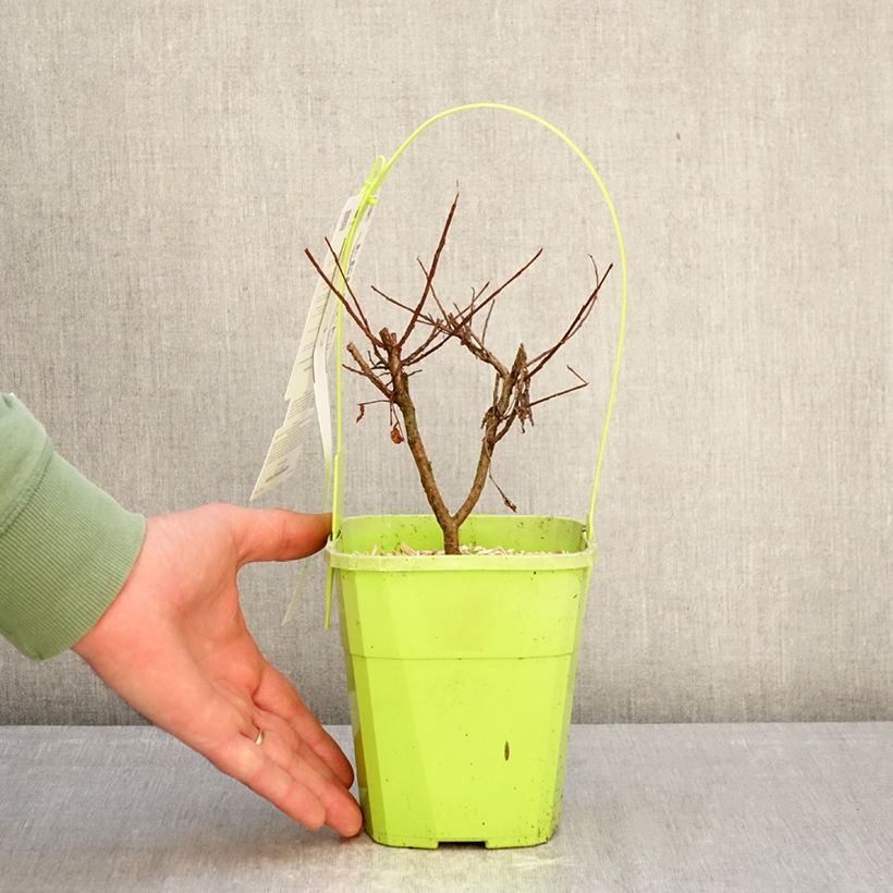 Árbol de Júpiter Girl With Love - Lagerstroemia indica Maceta 2L/3L Ejemplar entregado en invierno