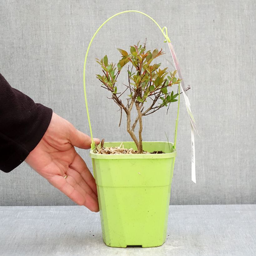 Árbol de Júpiter Girl With Love - Lagerstroemia indica Maceta 2L/3L Ejemplar entregado en la primavera